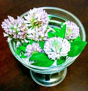 レッドクローバー